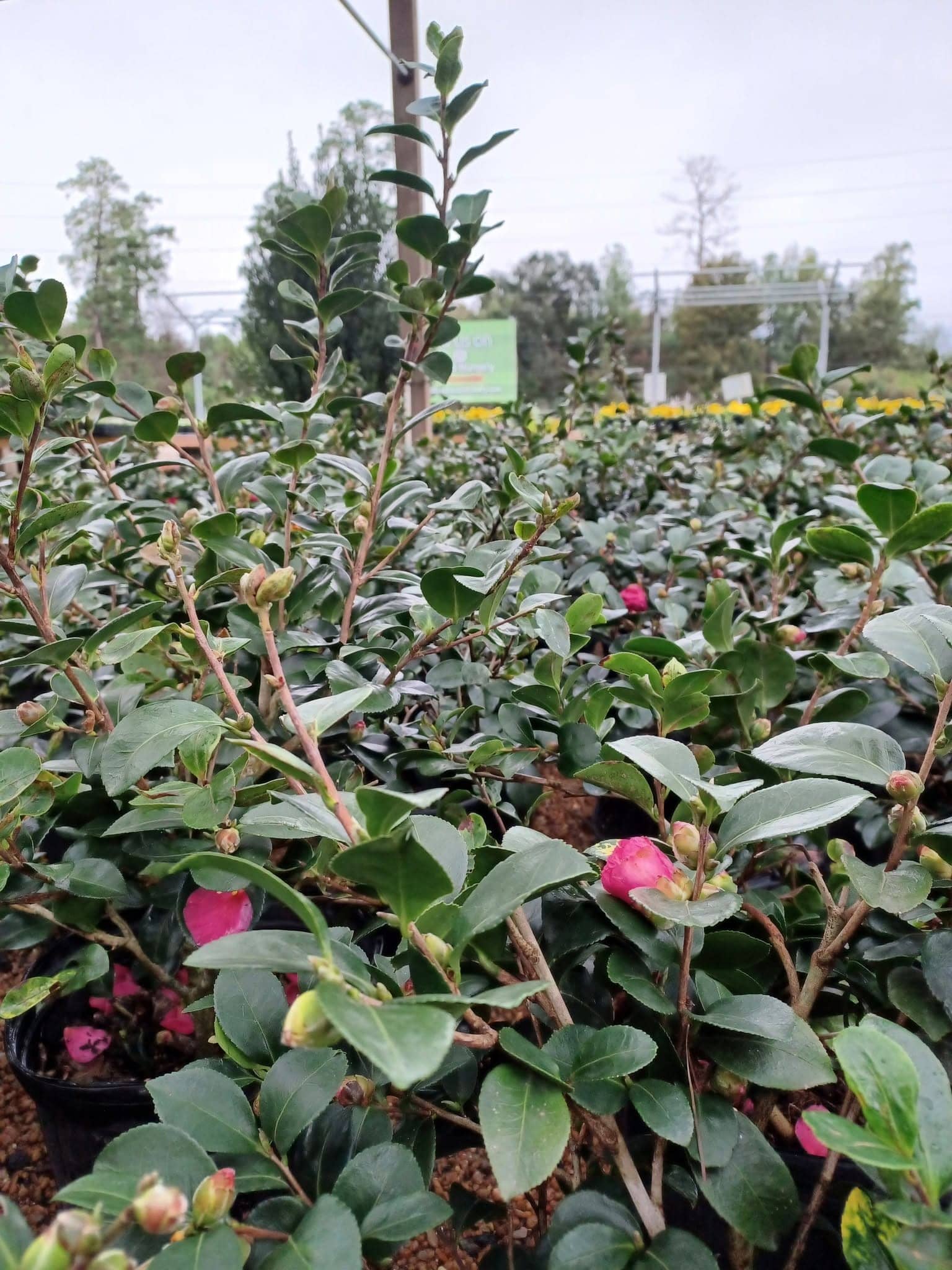 Camellias in bud and bloom on the nursery lot