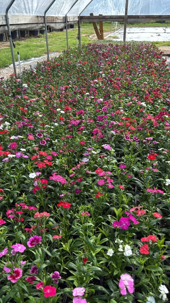 Dianthus in red, pink and white under a hoop house