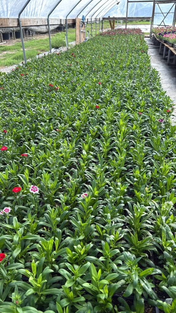 Young dianthus growing in long rows inside a hoop house