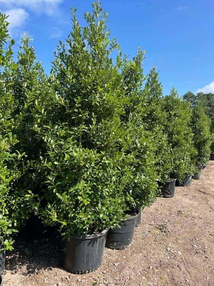 A row of tall, dense evergreen shrubs in containers