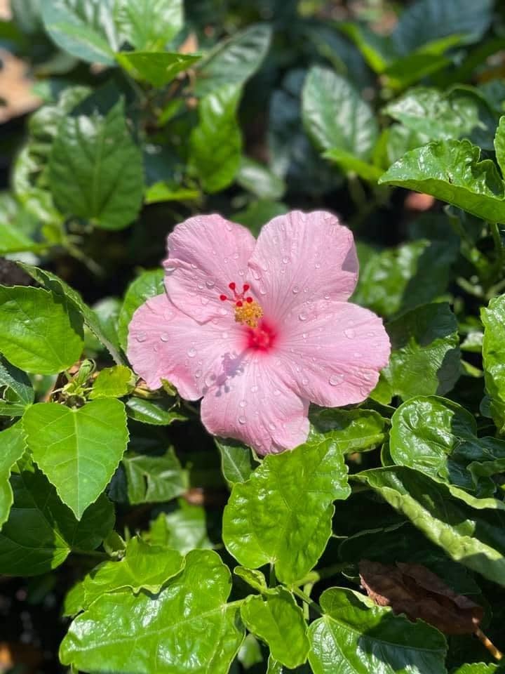 A pink hibiscus flower among glossy leaves