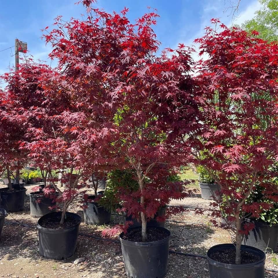 Red Japanese maples in containers under a blue sky