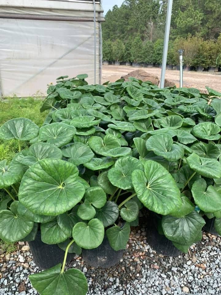 Large round-leaved shade plants in containers