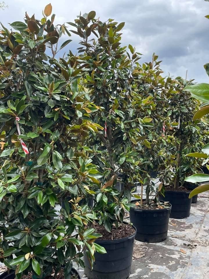 Container magnolia trees lined up in the tree yard