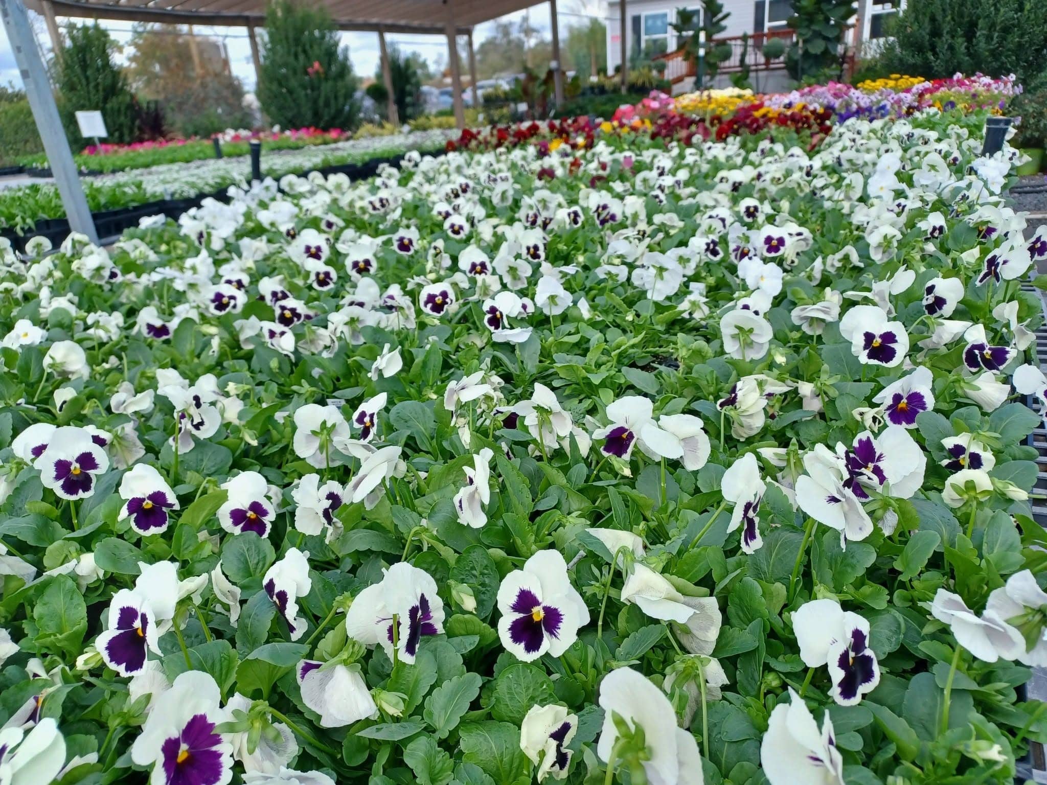 Benches of white pansies with the nursery behind