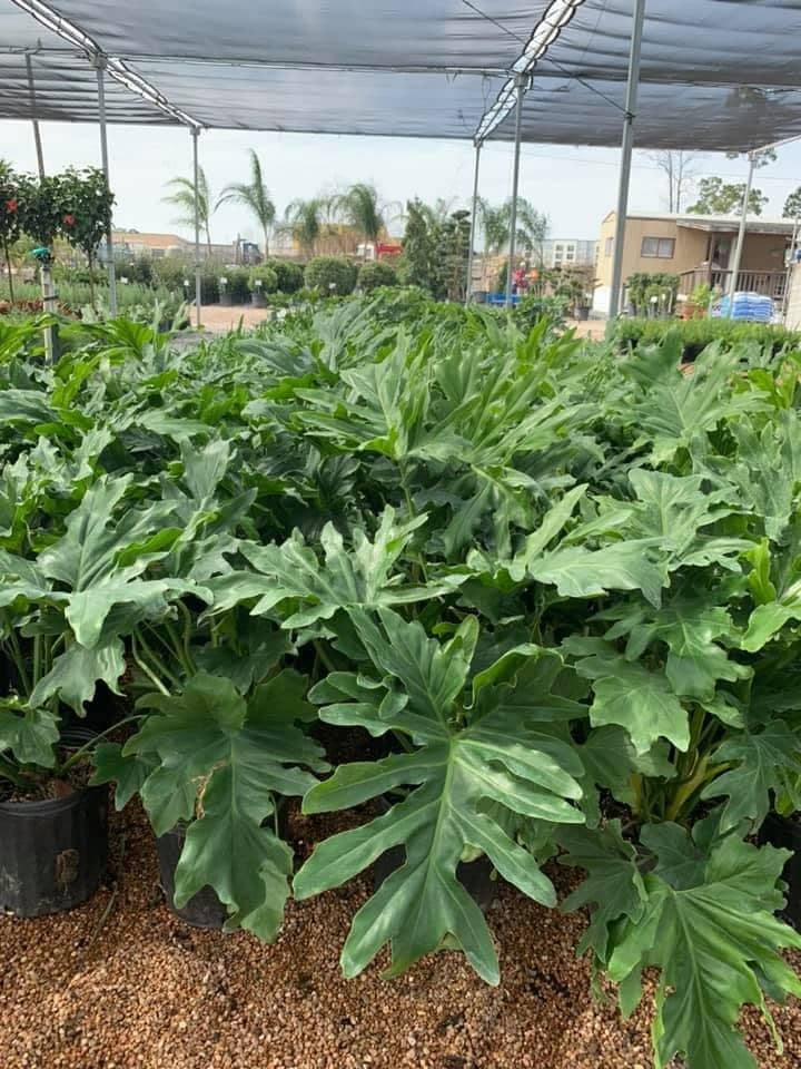 Split-leaf philodendrons in containers under shade cloth