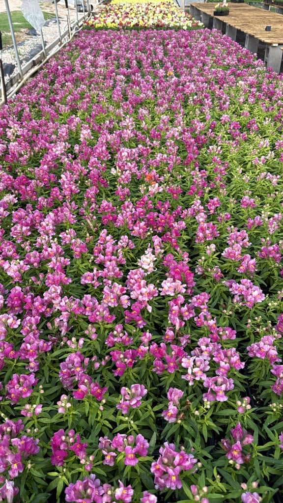 Pink snapdragons in full bloom on nursery benches