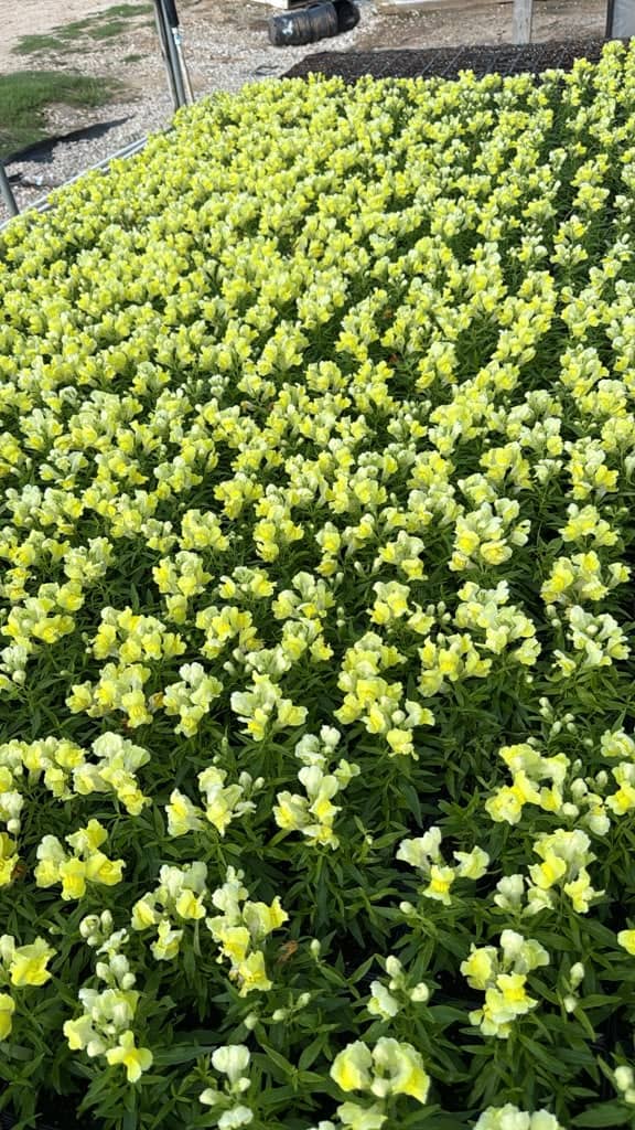 A bench of pale yellow snapdragons