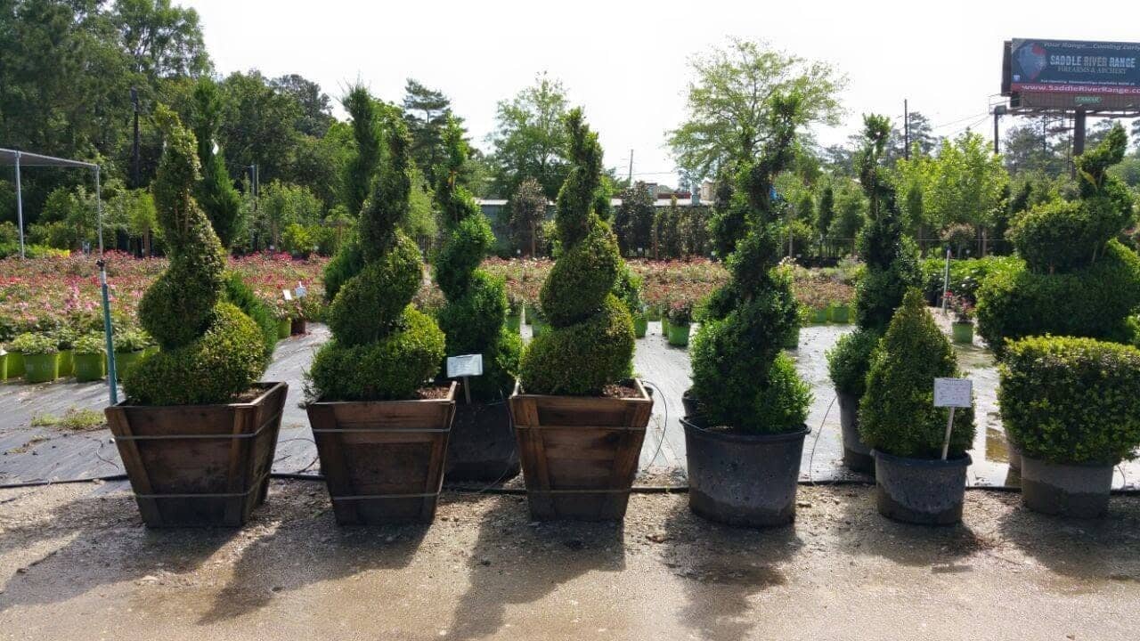 Spiral topiaries in wooden planters
