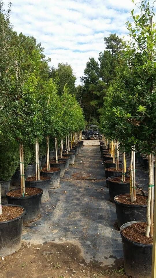 A long alley of staked container trees