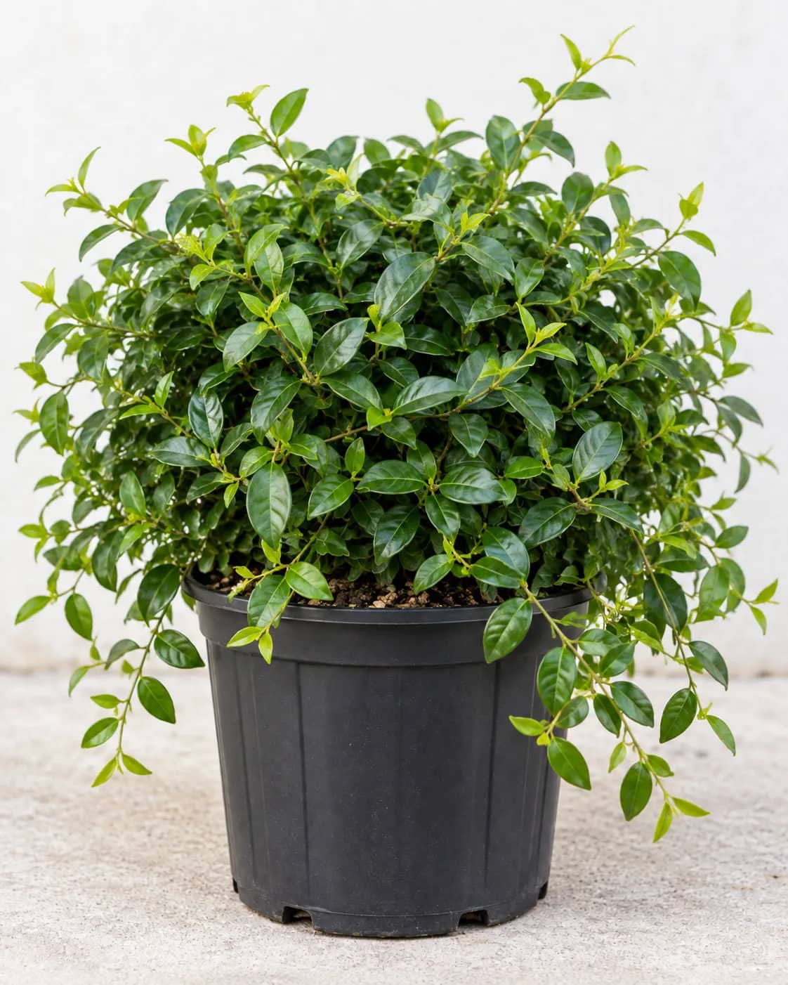 Asian Jasmine