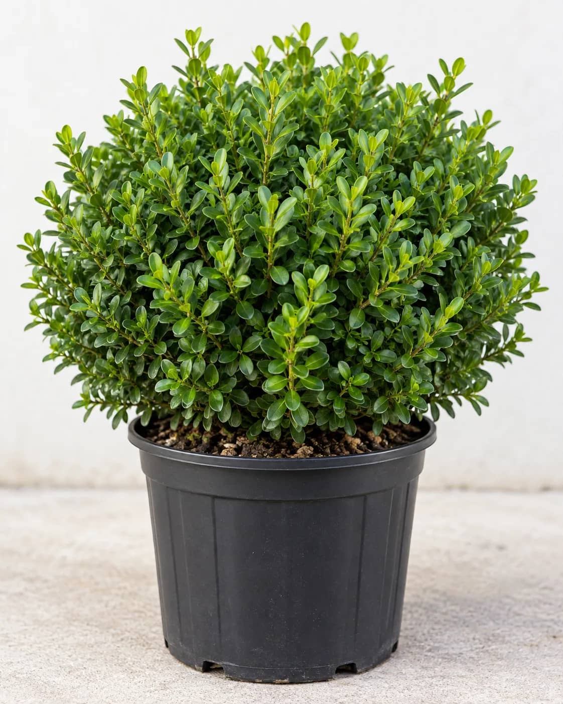 Japanese Boxwood