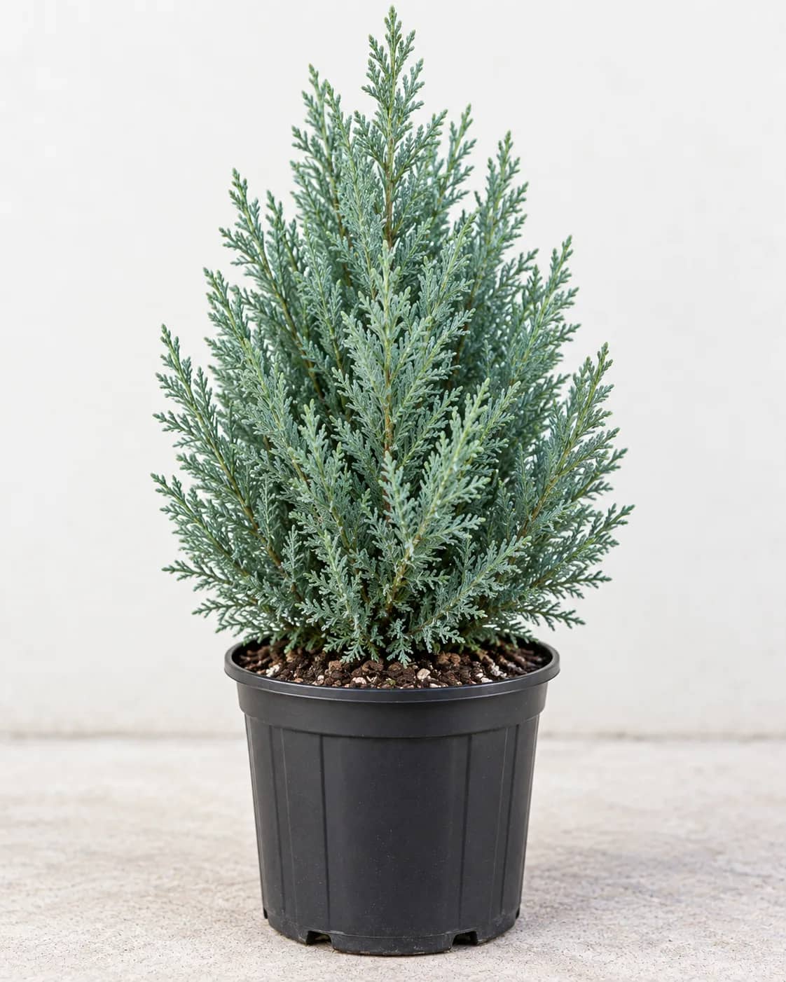 Arizona Cypress