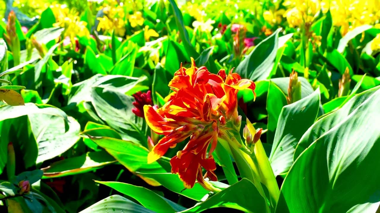 Canna lilies in bloom at Woodlands Nursery
