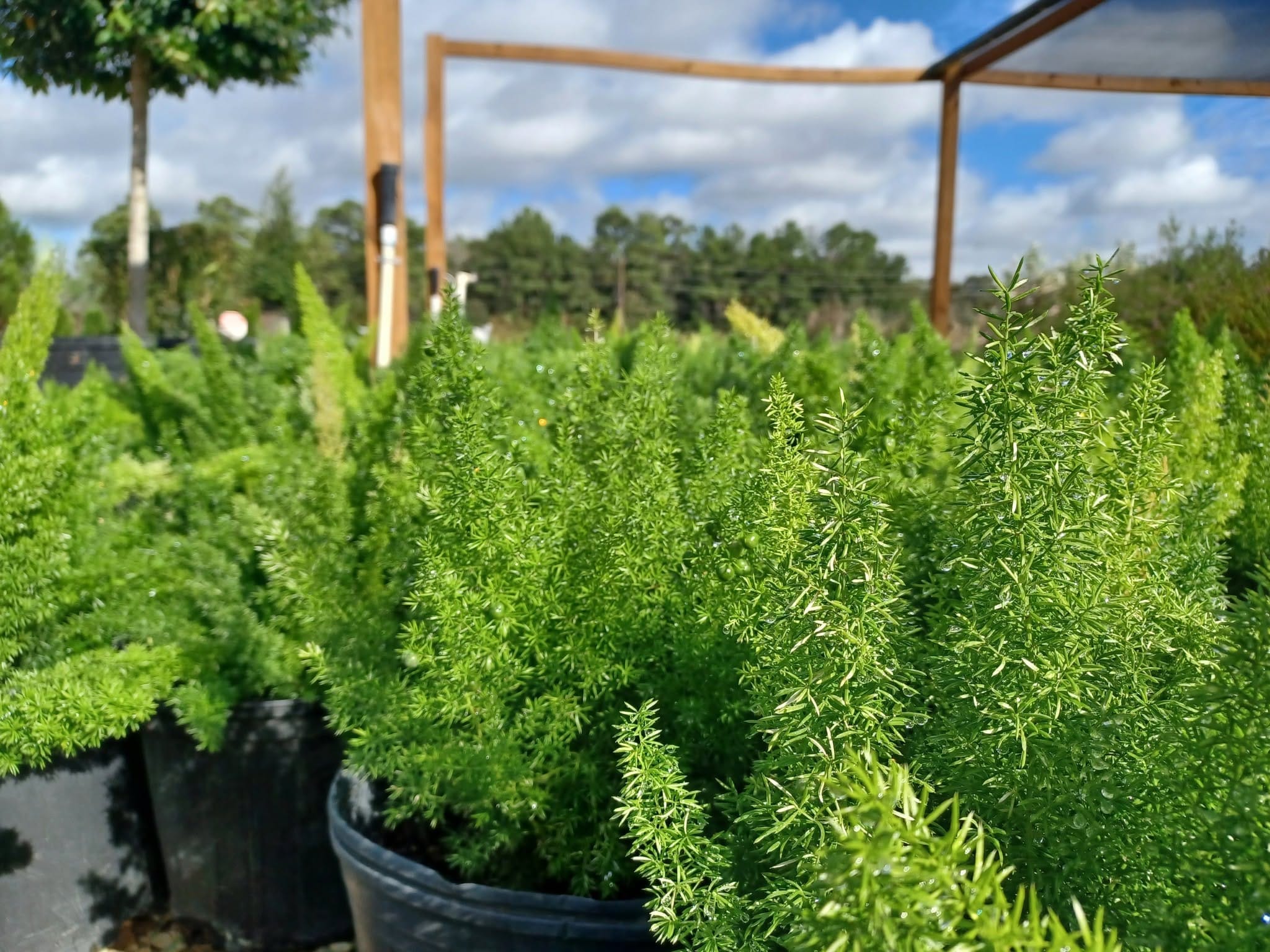 Feathery foxtail ferns in nursery pots