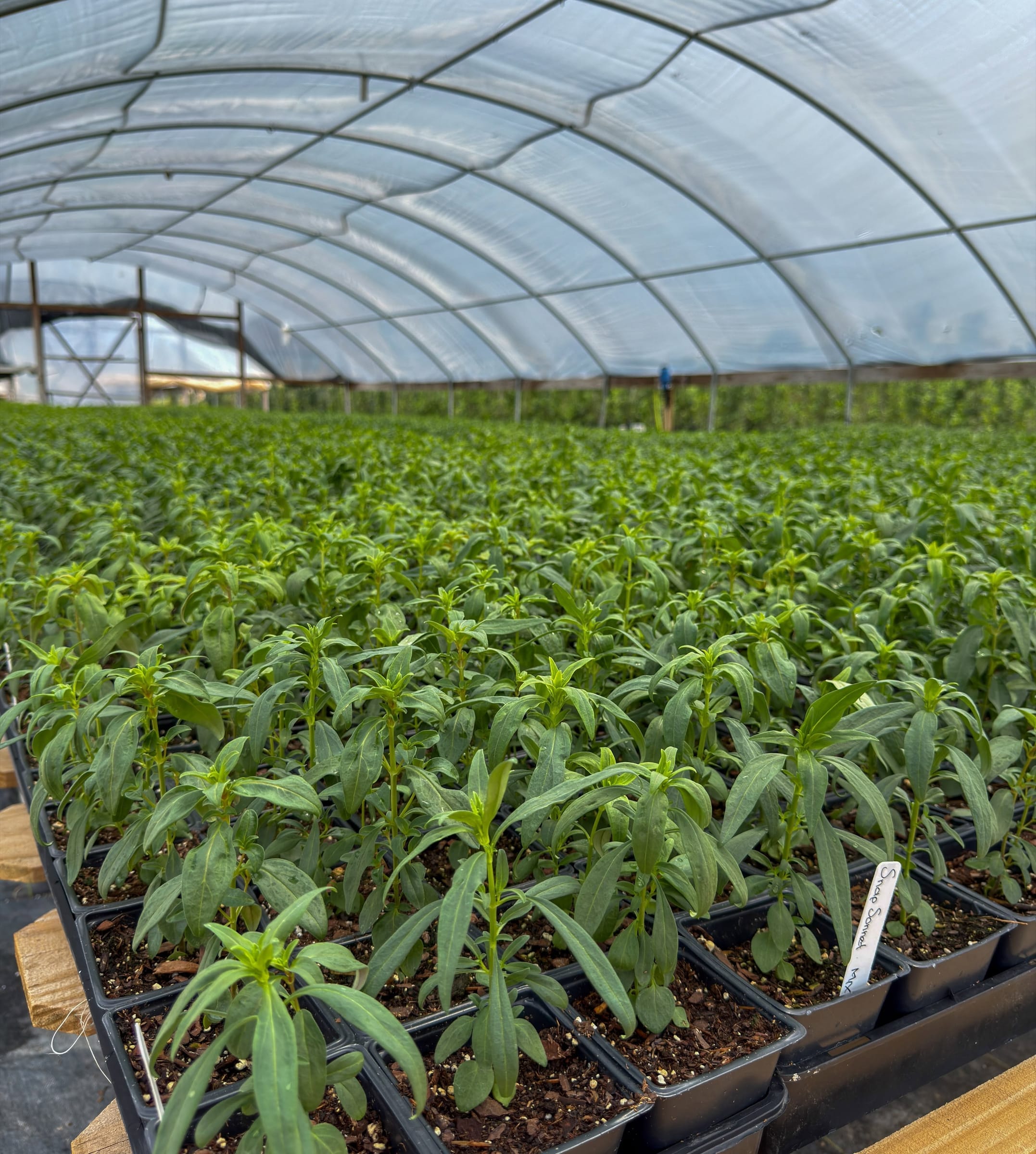 Young plants growing in trays inside a greenhouse