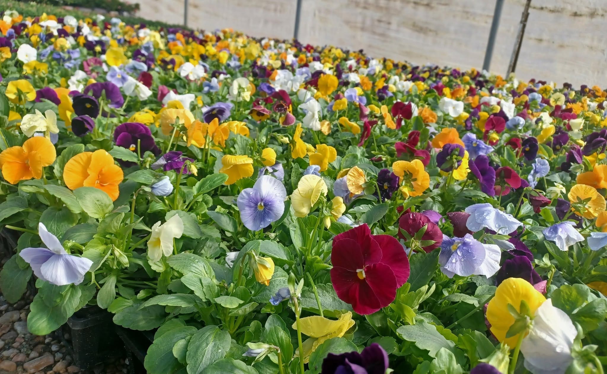 A carpet of mixed pansies in purple, yellow and orange