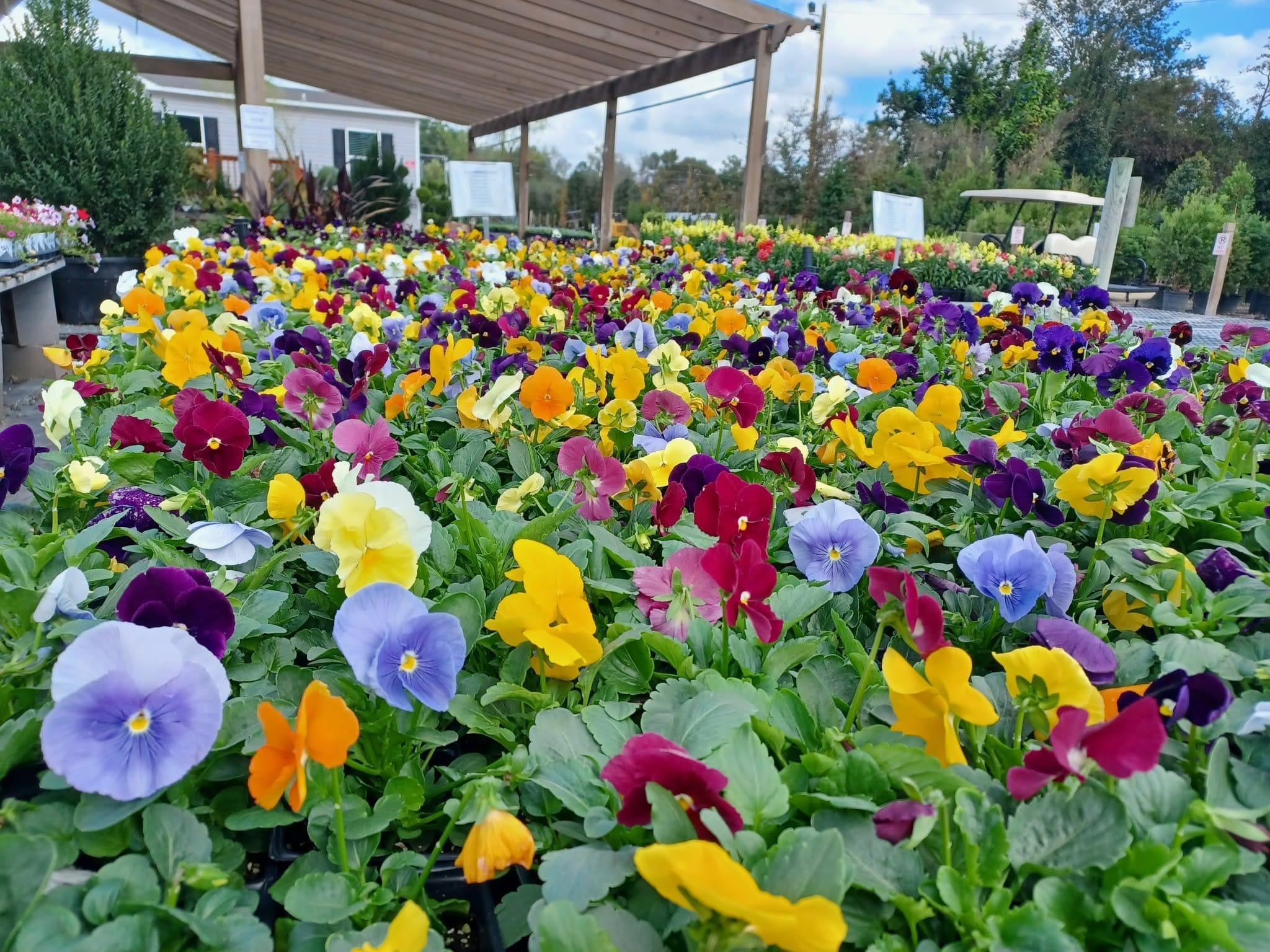 Pansies in every color under the shade house