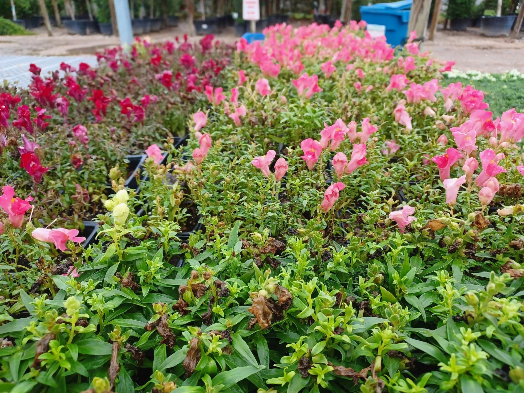 Pink and red snapdragons filling the retail yard