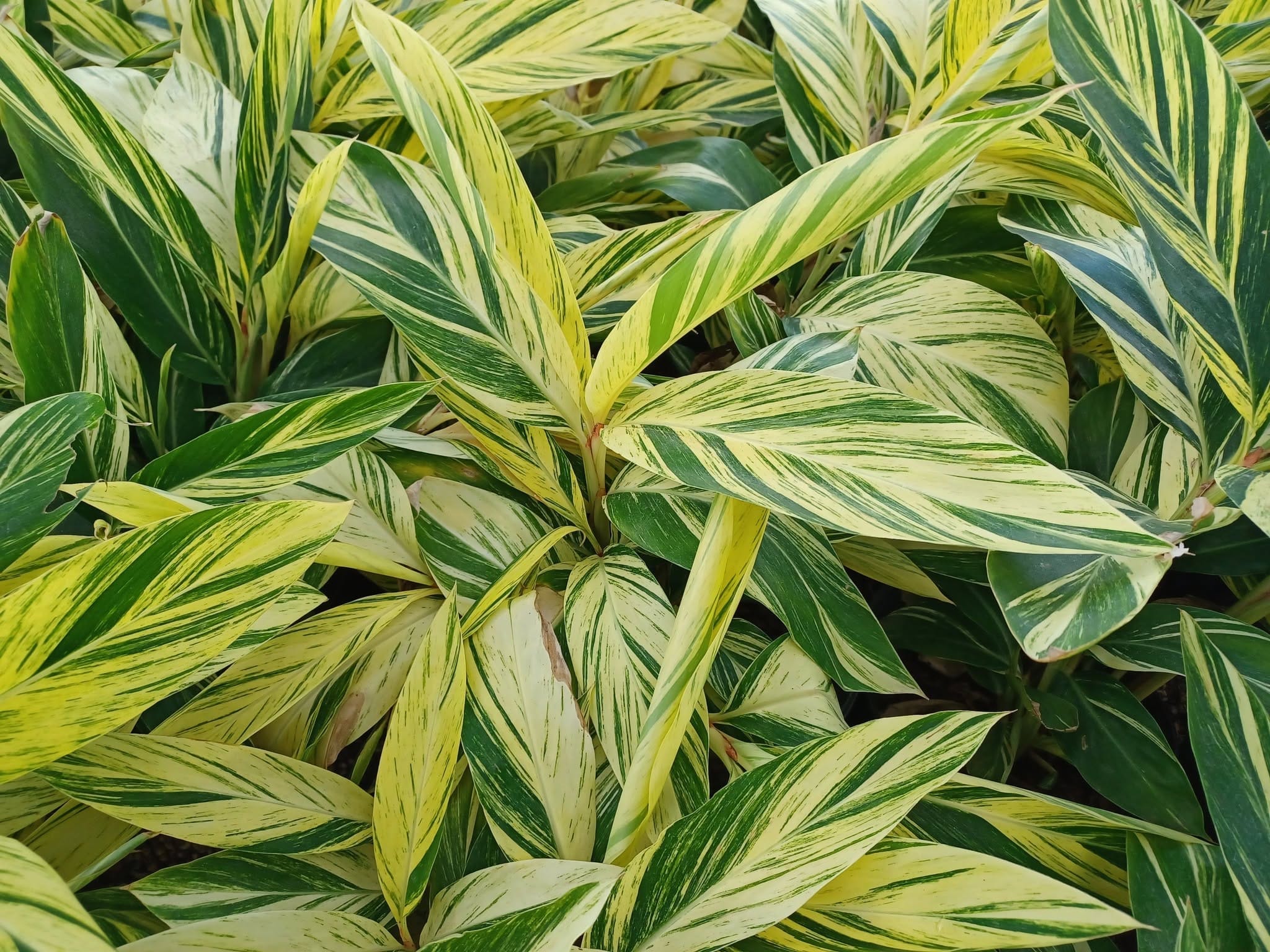 Striped yellow-and-green leaves of variegated ginger