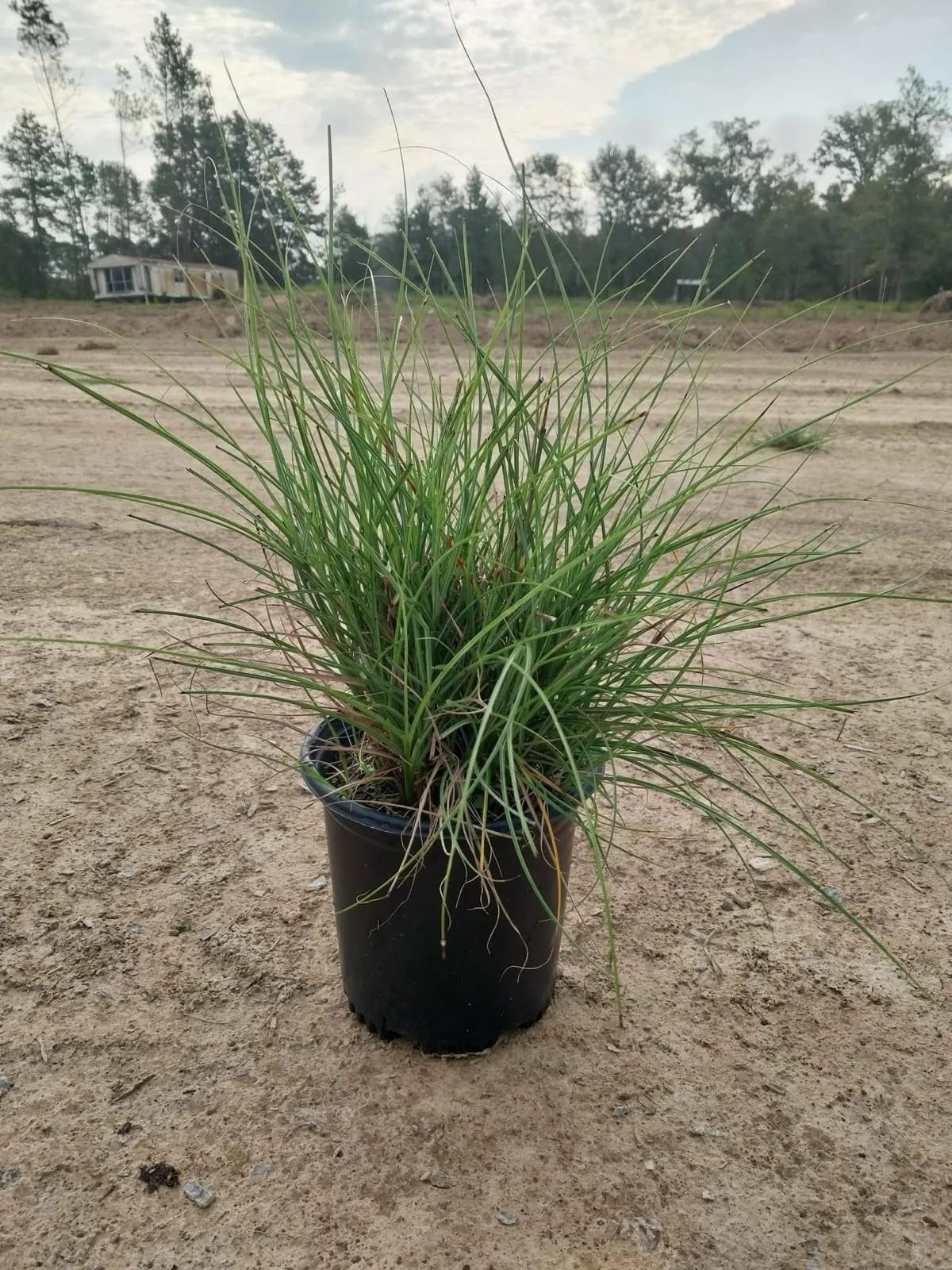 Adagio Grass