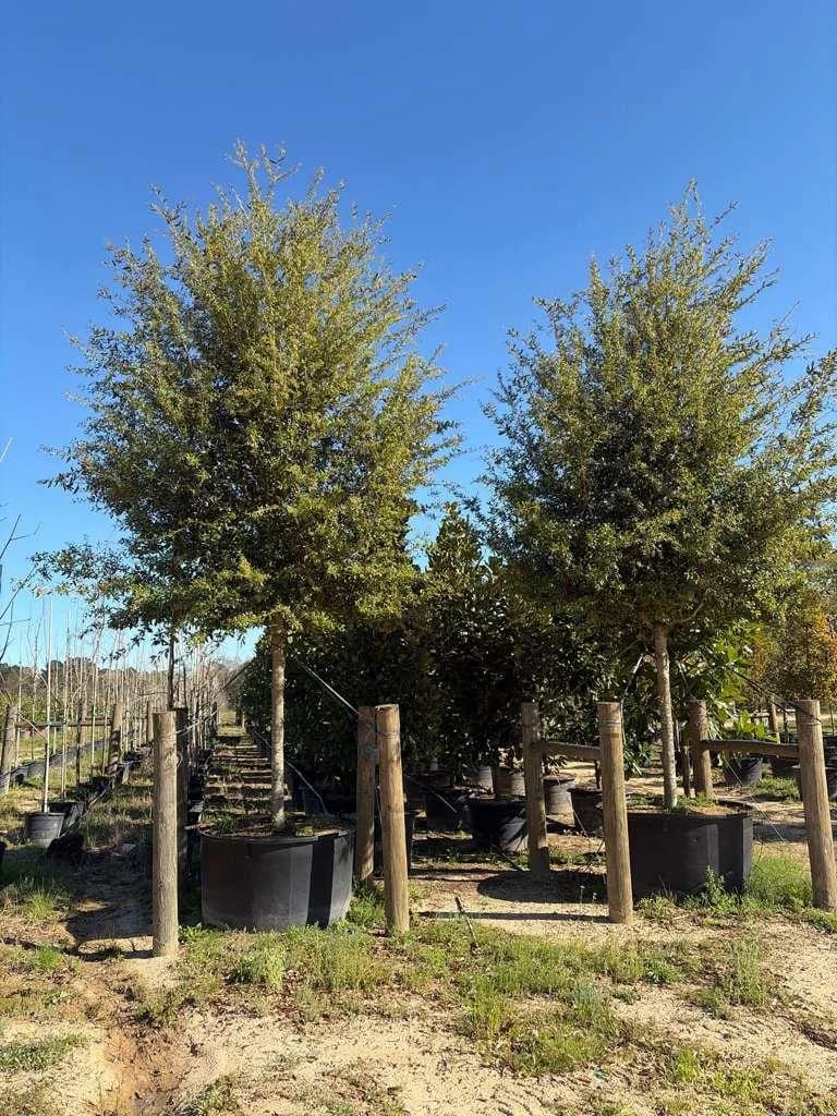 Live Oak