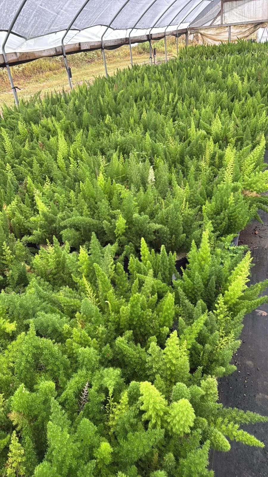 Foxtail Fern