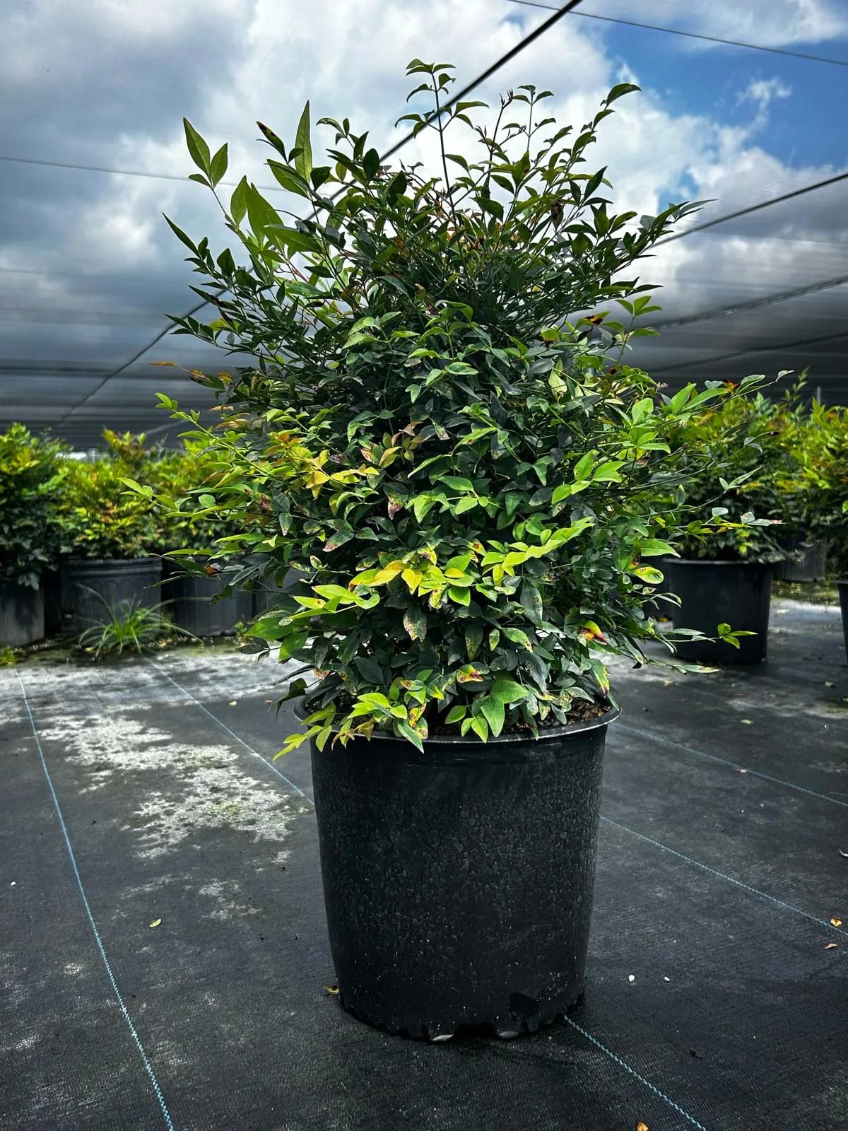 Compact Nandina