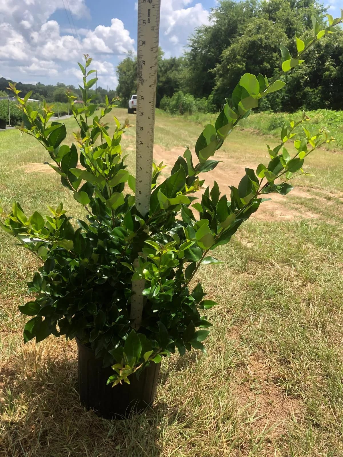 Ligustrum
