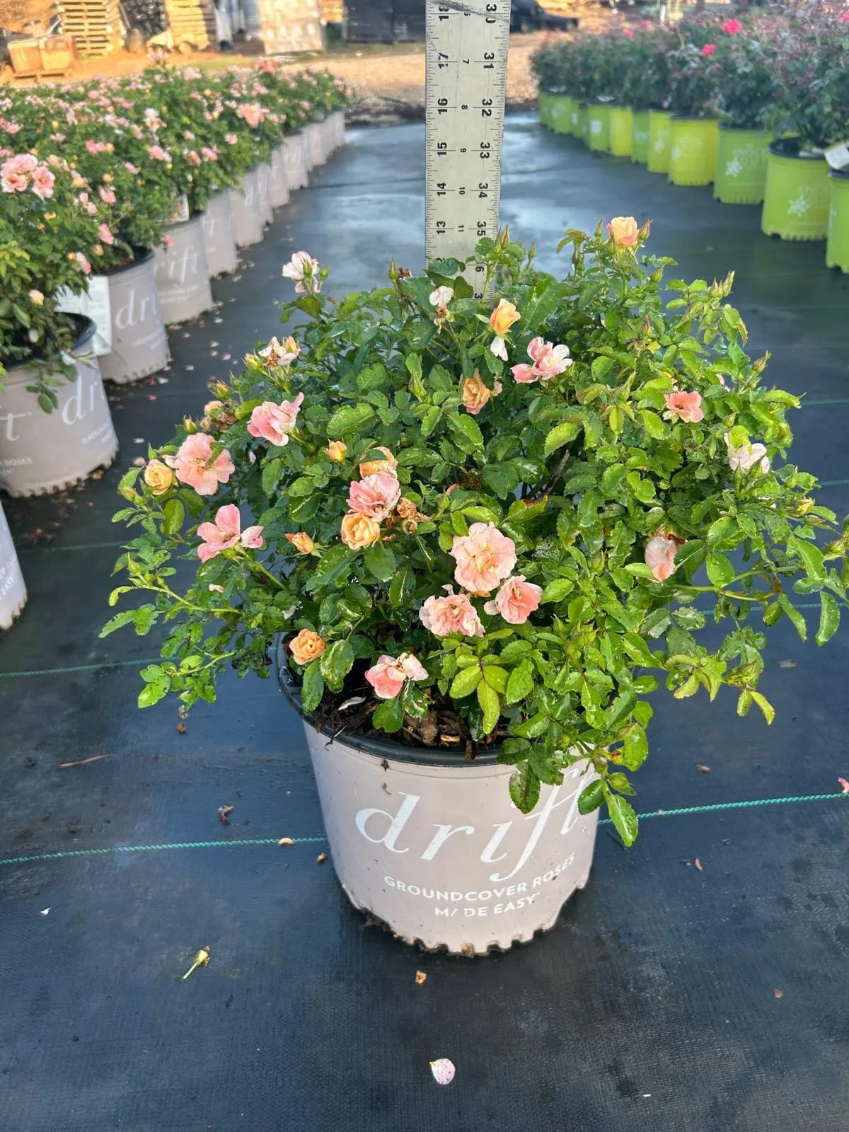 Drift Roses