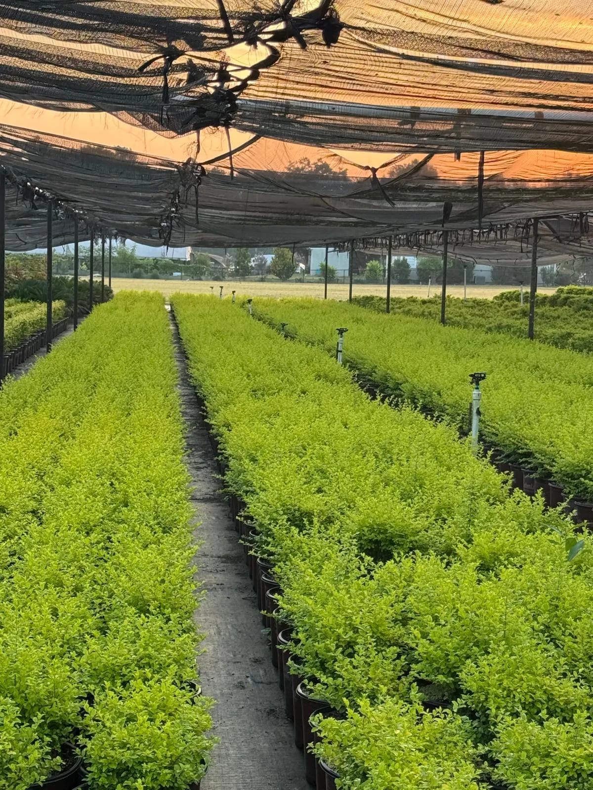 Sunshine Ligustrum