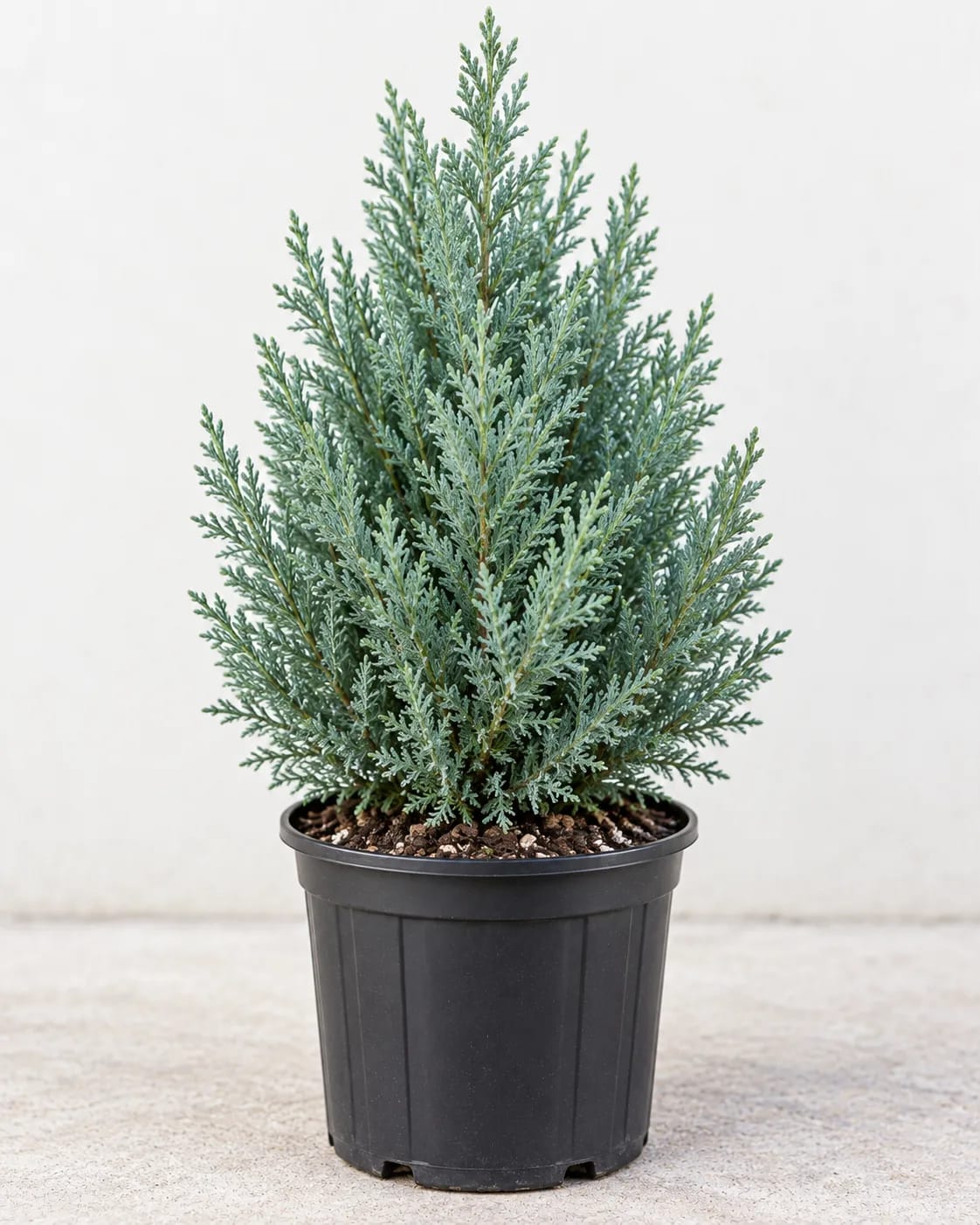 Arizona Cypress