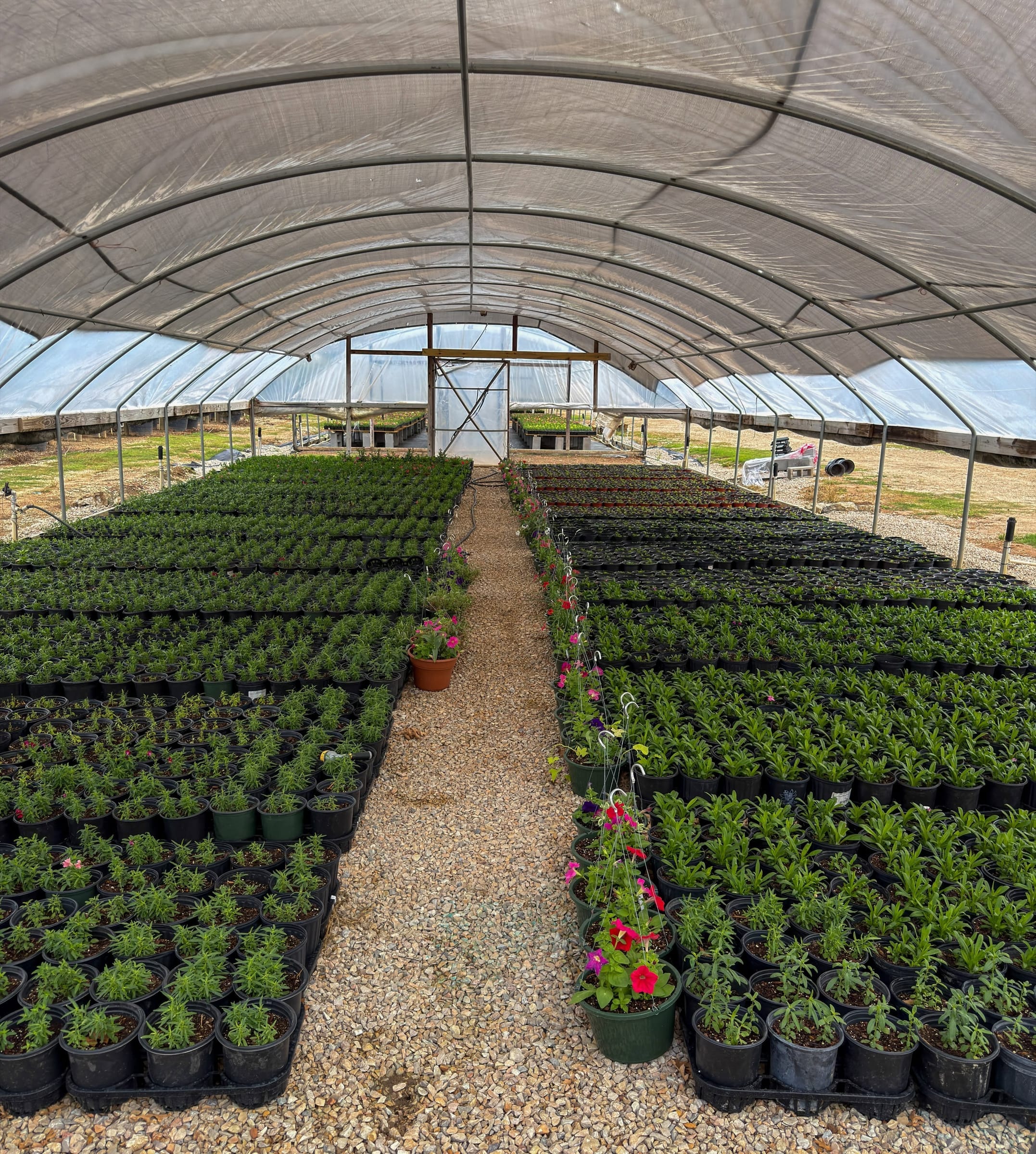 Long rows of young flowering plants inside a Woodlands Nursery hoop house