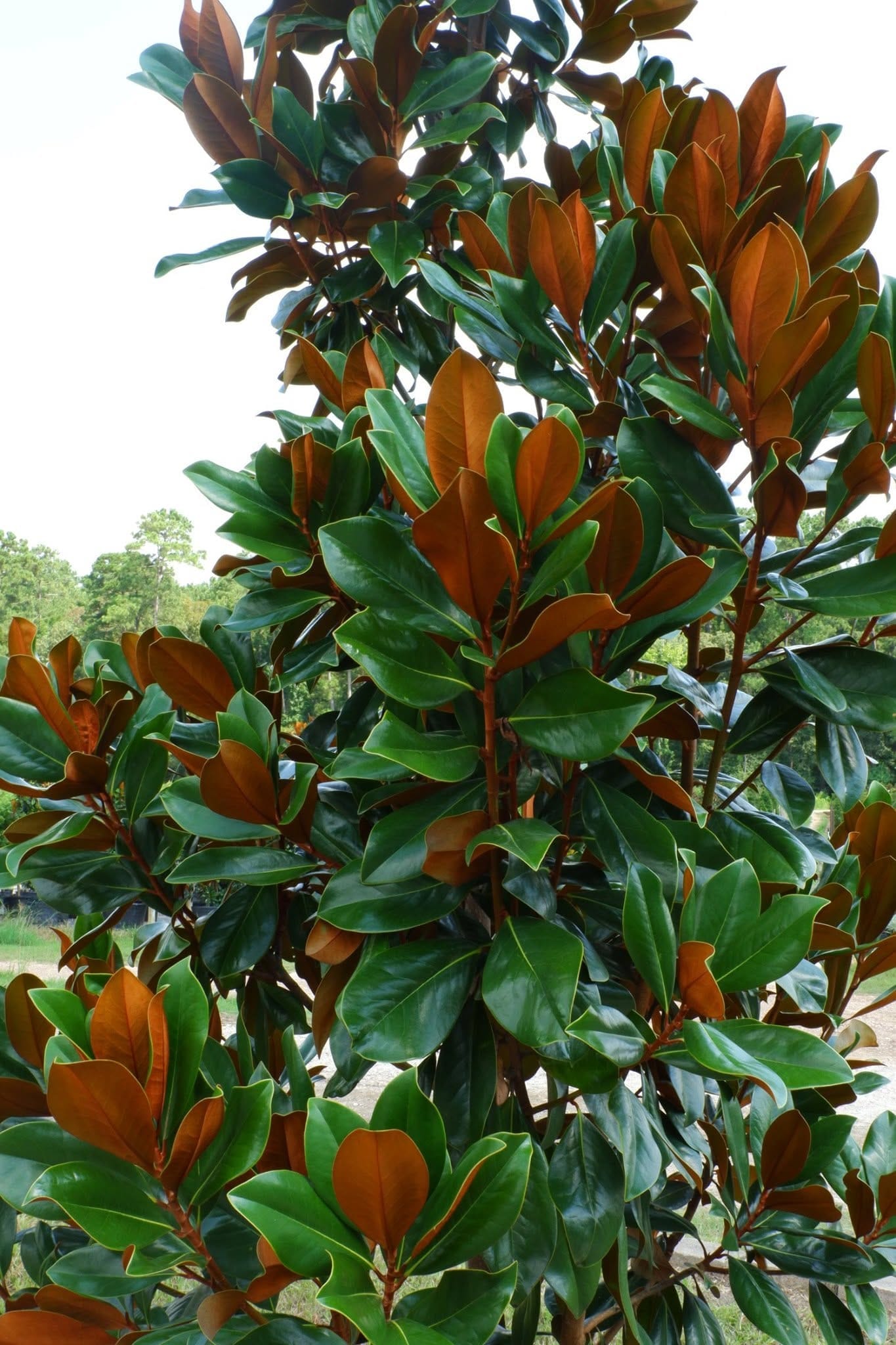 Glossy magnolia leaves with bronze undersides