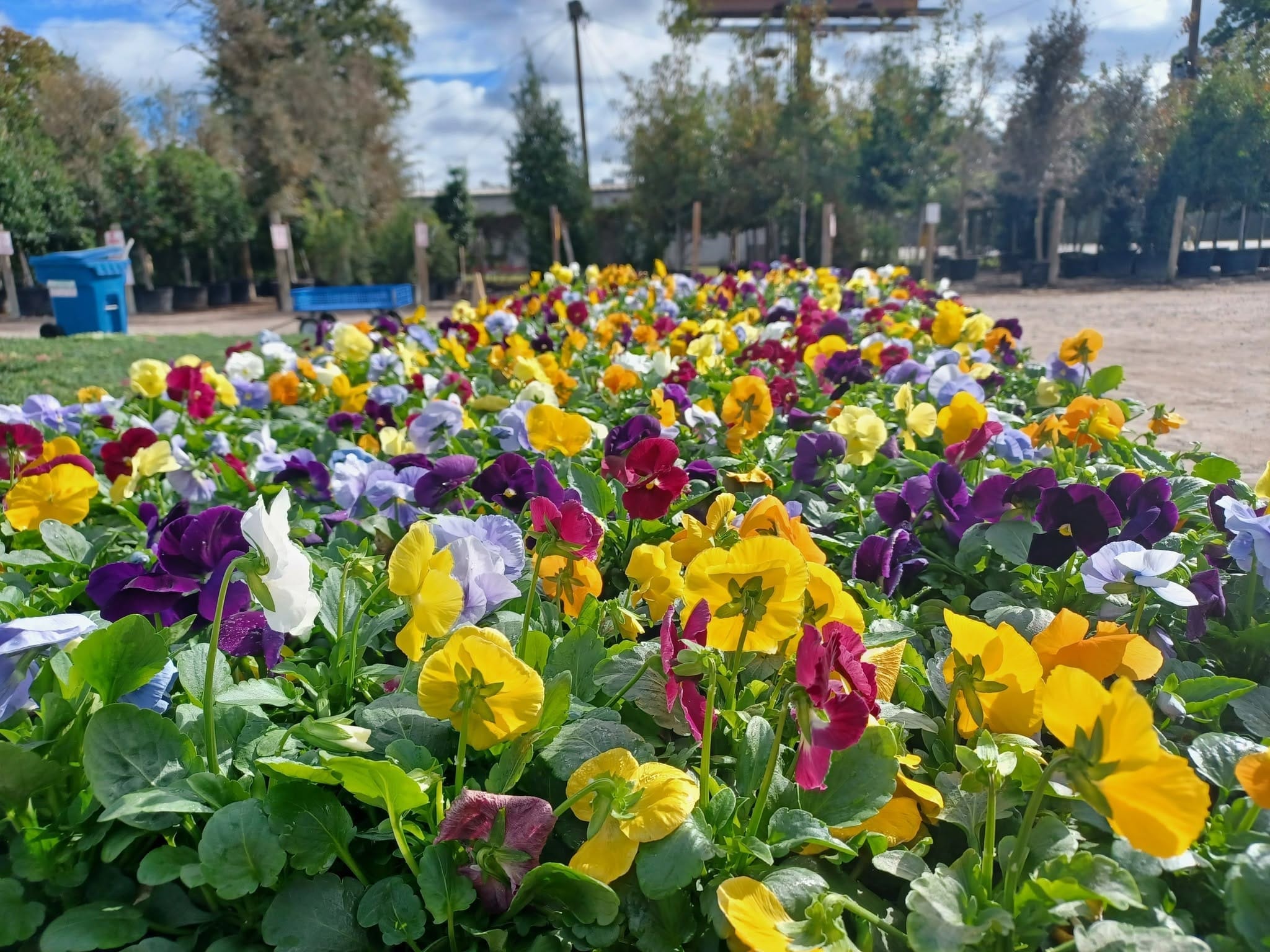 Colorful pansies in the retail yard with trees beyond