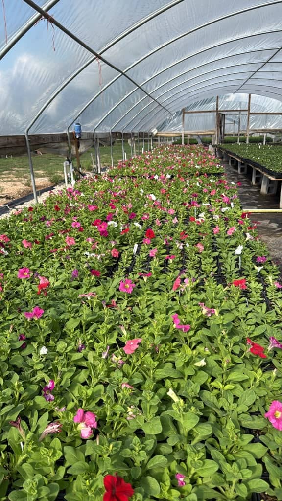 Rows of blooming petunias inside a Woodlands Nursery hoop house