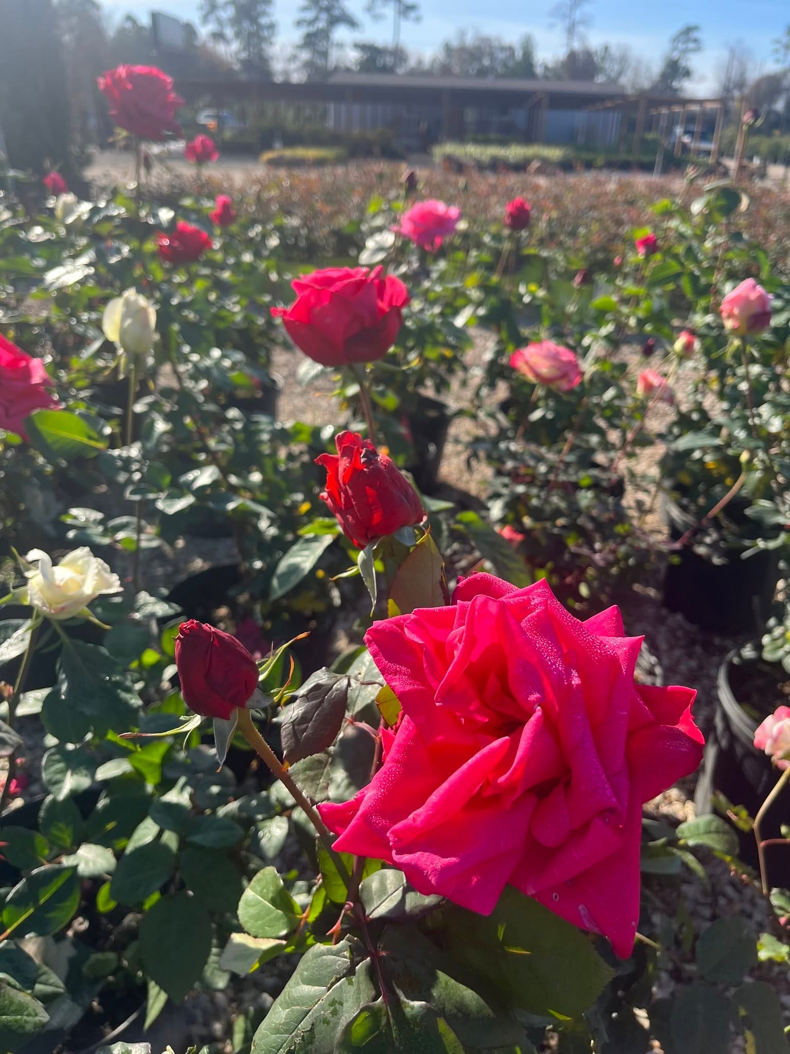 Red and pink roses in bloom at the nursery