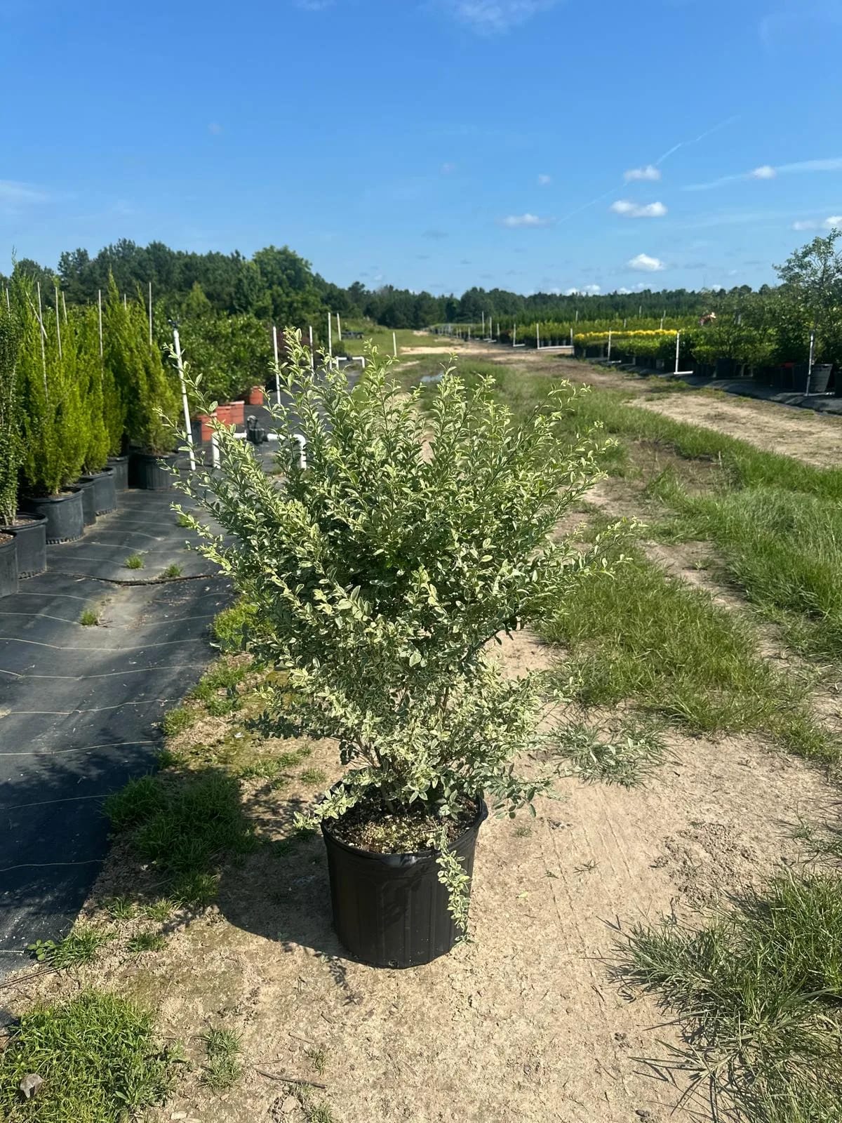 Veriegated Privet