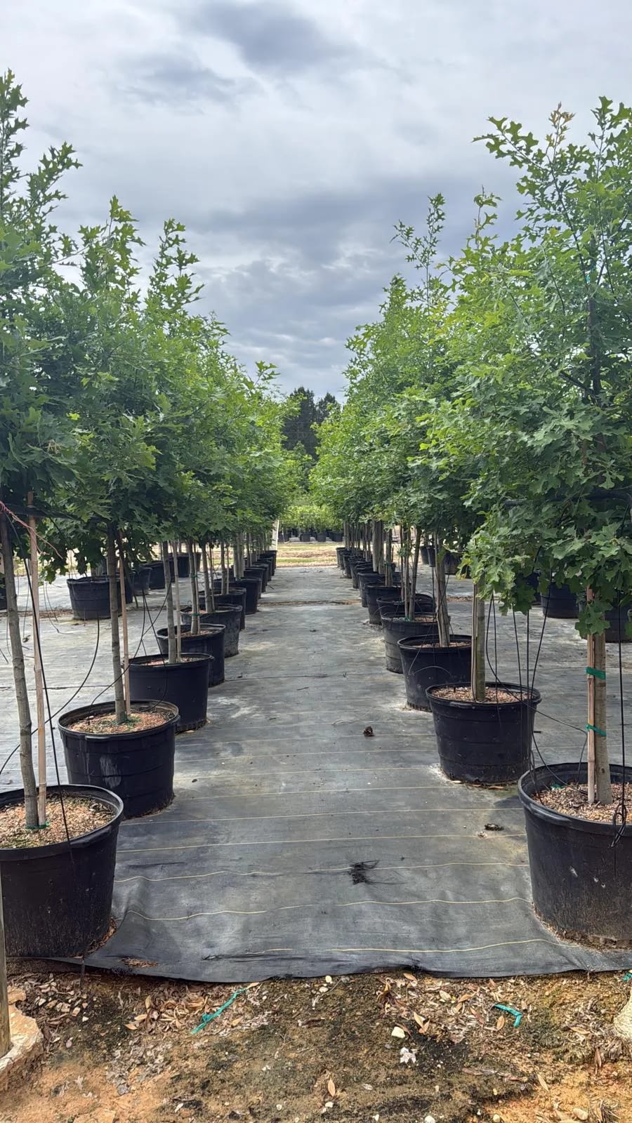 Shumard Red Oak