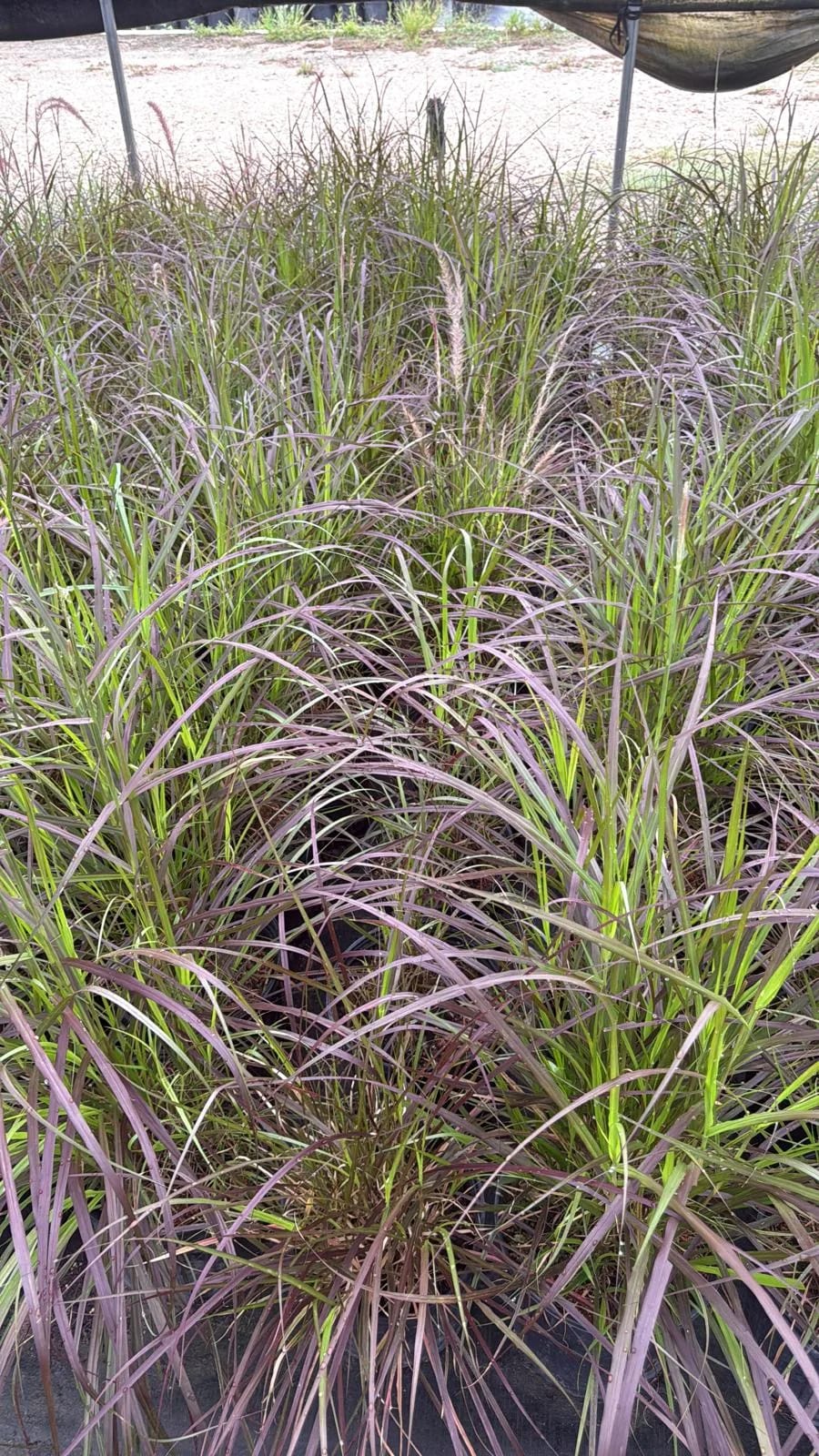Purple Fountain Grass