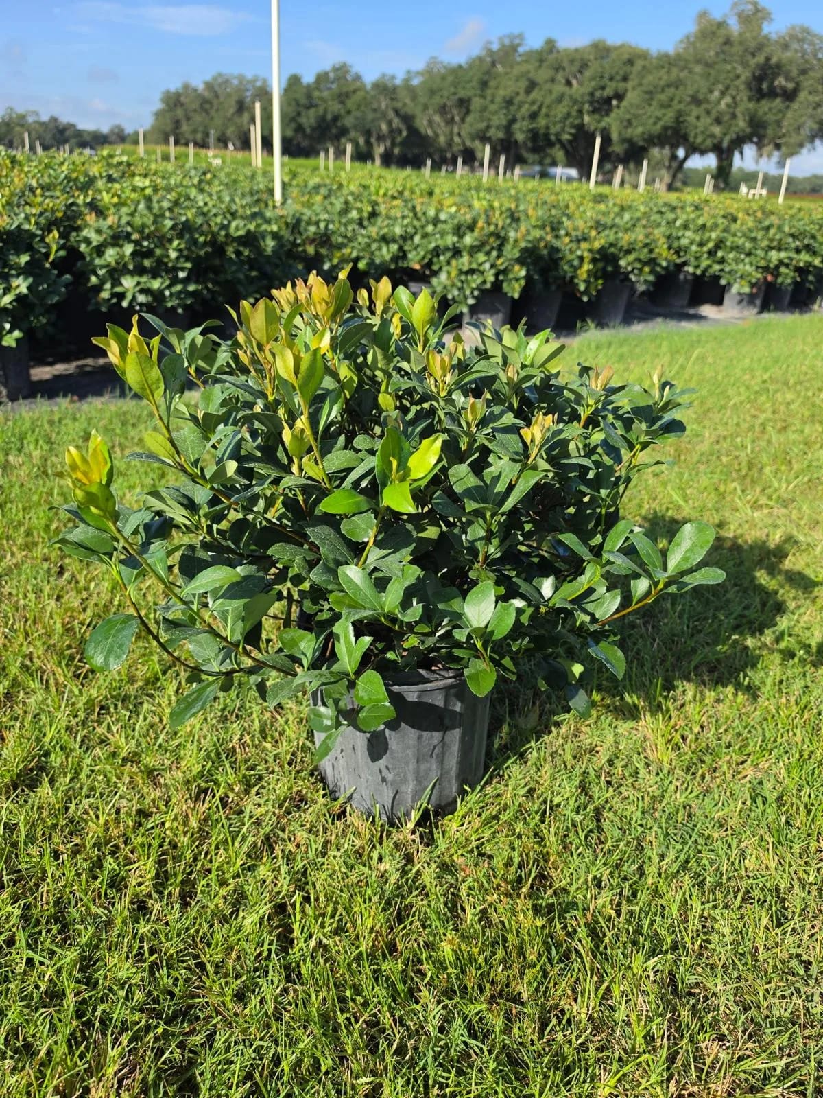 Indian hawthorn