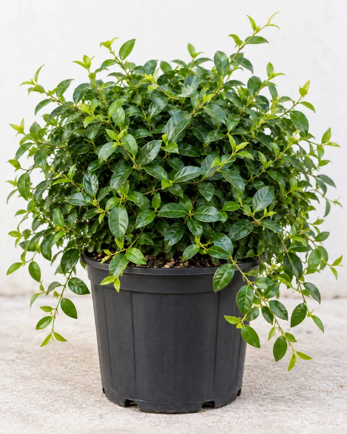 Asian Jasmine