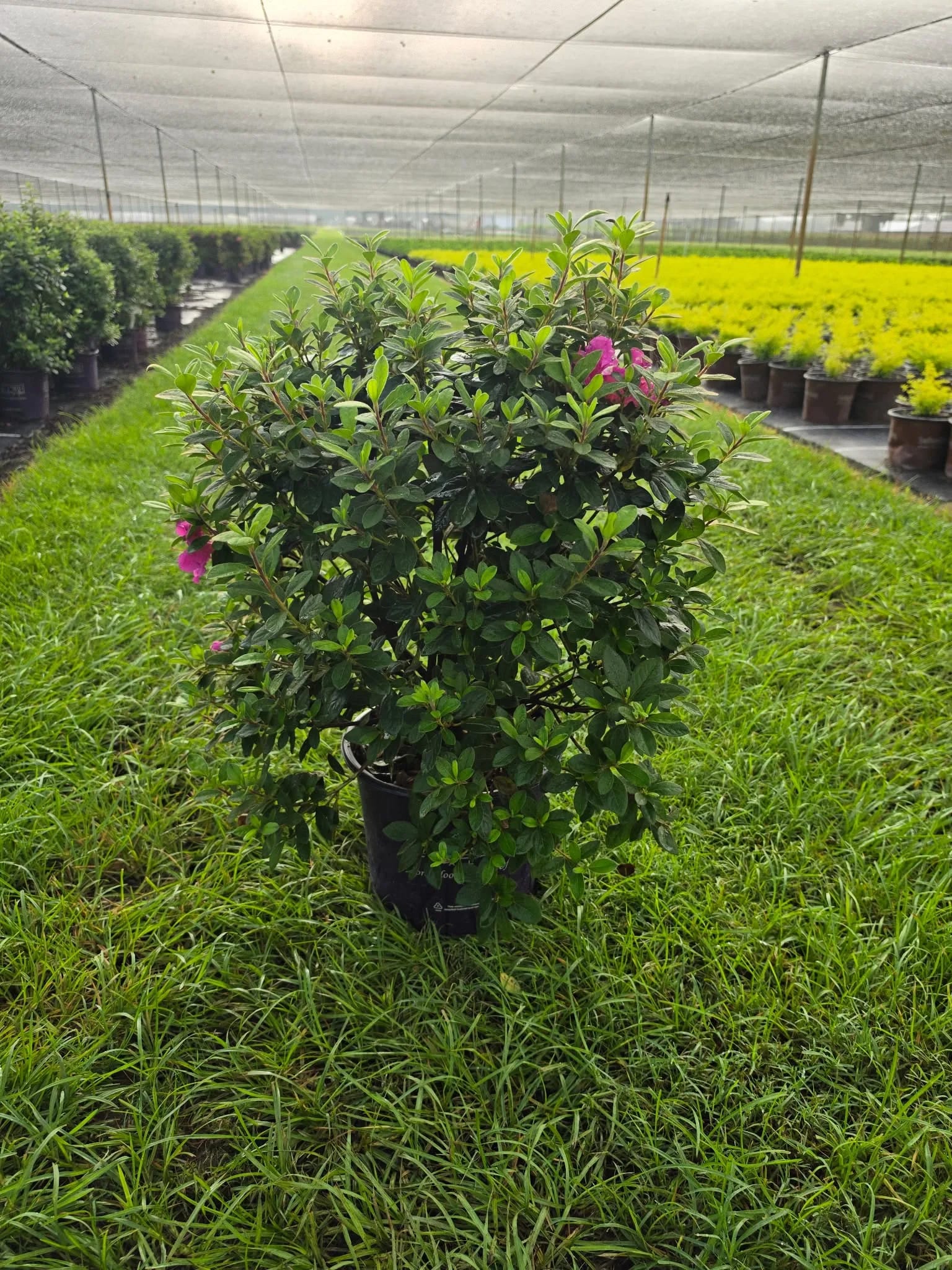 Encore Azalea