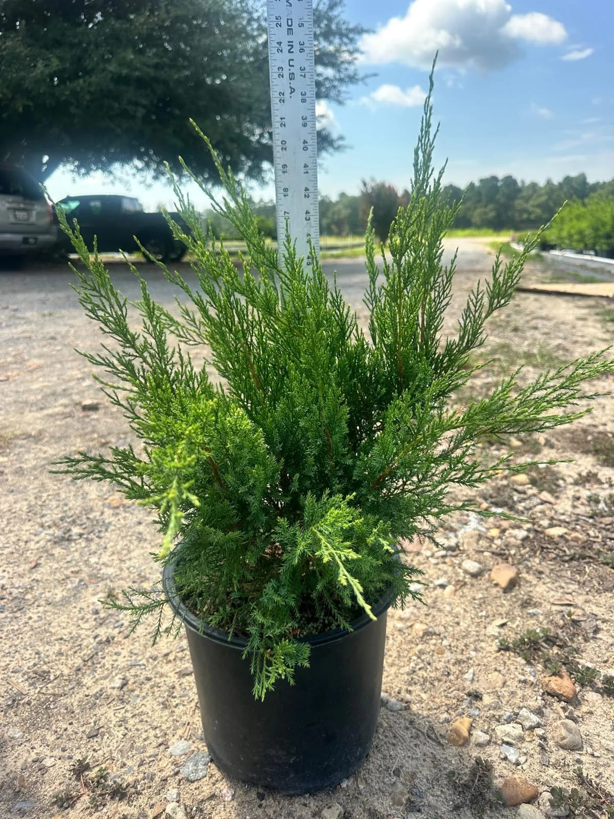 Sea Green Juniper