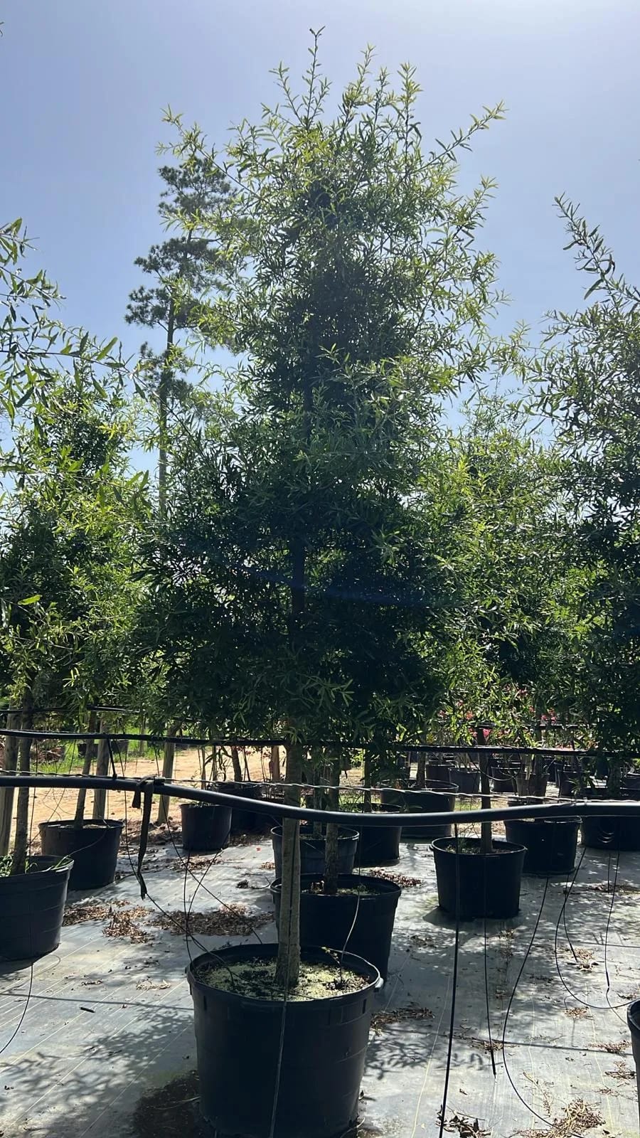 Willow Oak